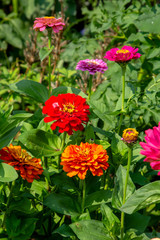 bright red zinnia blossoms on a summer day
