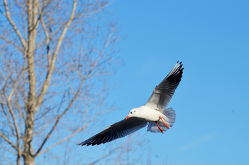 Sea-gulls flying in the sky, photo,nature