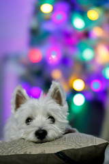 West White Highland Terrier with lights background 