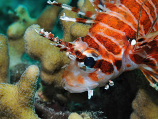 Stubborn lionfish