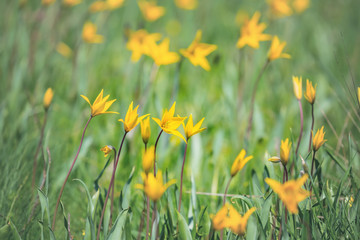 closeup heap of wild yellow tulip in a green grass, tulip sylvestris