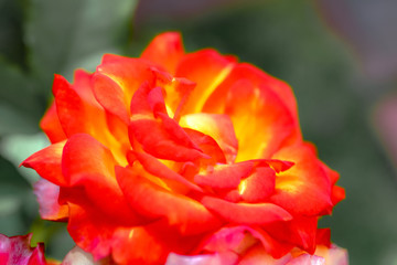 red and yellow ROSE