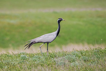 Obraz na płótnie Canvas The demoiselle crane (Grus virgo) is a species of crane found in central Eurasia. demoiselle crane (Grus virgo) in a typical breeding ecosystem