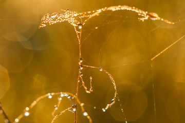 pearls of morning water
