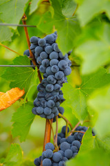 closeup cluster of vine berries in a garden, agricultural nature background