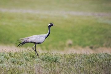The demoiselle crane (Grus virgo) is a species of crane found in central Eurasia. demoiselle crane (Grus virgo) in a typical breeding ecosystem