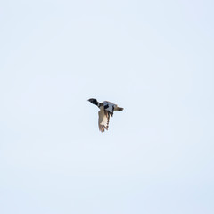 Little bustard (Tetrax tetrax) in flight. The little bustard (Tetrax tetrax) is a large bird in the bustard family, the only member of the genus Tetrax. 