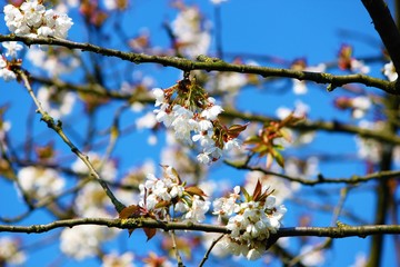 White Spring Blossom.