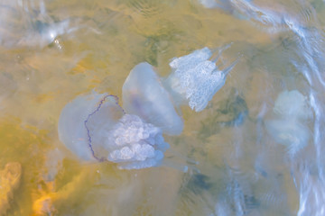 crowd jellyfish swim in a water
