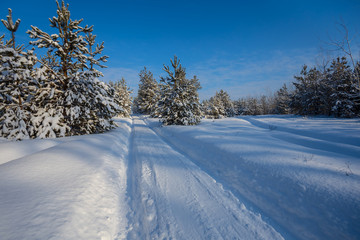 Obraz premium winter pine forest in a snow at the bright day, beautiful winter natural background