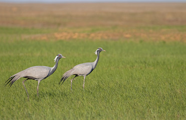 The demoiselle crane (Grus virgo) is a species of crane found in central Eurasia. demoiselle crane (Grus virgo) in a typical breeding ecosystem