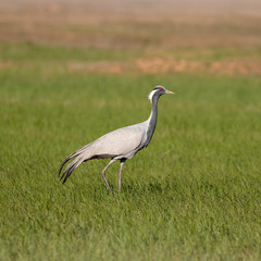 Obraz na płótnie Canvas The demoiselle crane (Grus virgo) is a species of crane found in central Eurasia. demoiselle crane (Grus virgo) in a typical breeding ecosystem