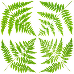 The fern leaves flat lay arrangement in diamond shape isolated on white background in macro lens shooting.