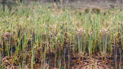 closeup grass in a forest swamp, spring outdoor scene