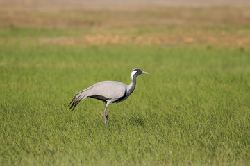 Obraz premium The demoiselle crane (Grus virgo) is a species of crane found in central Eurasia. demoiselle crane (Grus virgo) in a typical breeding ecosystem