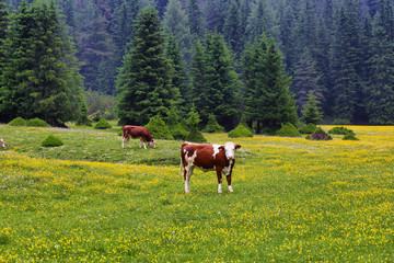 Cow in a field with yellow alpine flowers in Puez-odle nature park in the dolomites, Italy