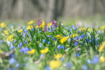 closeup spring forest glade with flowers, outdoor natural background