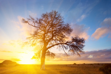 alone tree silhouette on a sunrise background