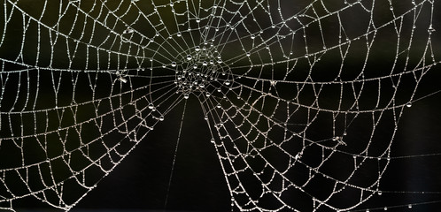 Spider's web covered in water droplets - Powered by Adobe