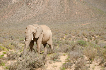 Elefant in Südafrika