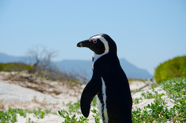 Pinguin in Südafrika