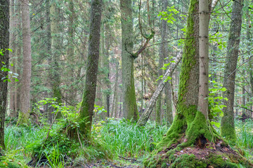 Obraz premium Old monumental oak tree in deciduous fores