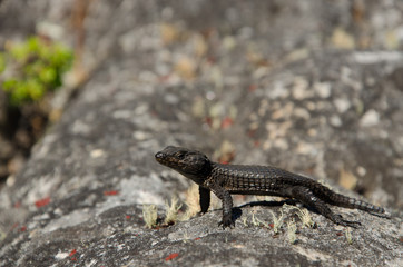 Eidechse auf Table Mountain