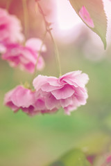 Fototapeta na wymiar Spring floral background in pastel colors. Blooming sakura closeup, selective focus. Abstract spring nature for decorative design. Summer bright backdrop.