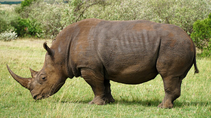 A Wild Rhinoceros on Green Grass Land