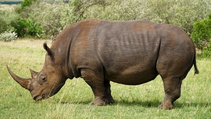 Foto op Plexiglas A Wild Rhinoceros on Green Grass Land © ErenMotion