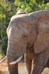 Fototapeta premium Elefant in Südafrika