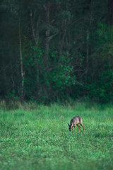 Obraz na płótnie Canvas Young female roe deer grazing in fresh meadow at forest edge.