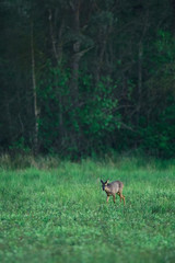 Naklejka na ściany i meble Young female roe deer grazing in fresh meadow at forest edge.