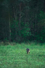 Young female roe deer grazing in fresh meadow at forest edge.