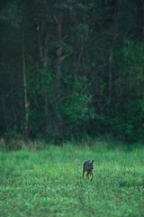 Young female roe deer grazing in fresh meadow at forest edge.