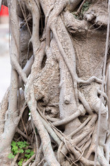 Details of the trunk of a bonsai