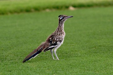 Roadrunner