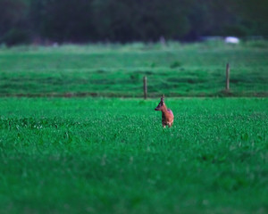 Roebuck in rural area during twilight.