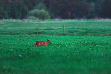 Obraz na płótnie Canvas Female roe deer walks in meadow in rural area during twilight.