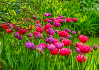 Tulip festival in St. Petersburg in the public Park on Elagin island in may 2019.
