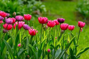 Tulip festival in St. Petersburg in the public Park on Elagin island in may 2019.