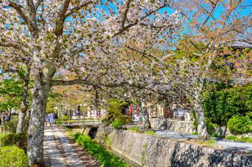 京都の哲学の道