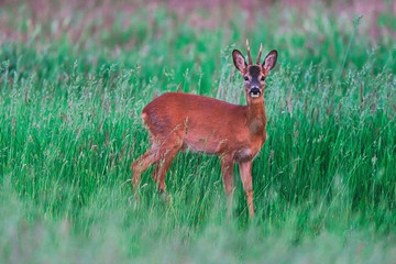 Young roebuck between tall grass in spring.