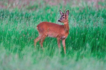 Young roebuck between tall grass in spring.