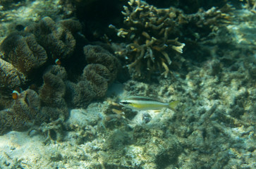 Fototapeta na wymiar Photo of a small fish