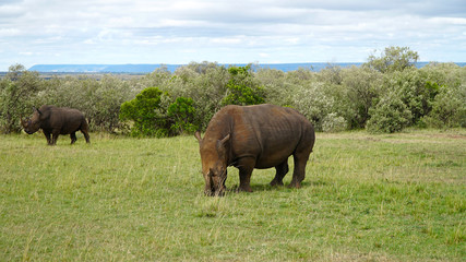 Rhino, Rhinoceros Grazing in Savanna, South Africa