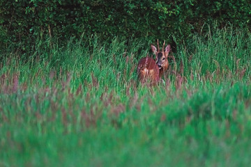 Young roebuck behind tall grass near hedge in spring.