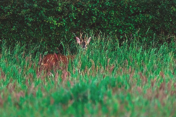 Young roebuck behind tall grass near hedge in spring.