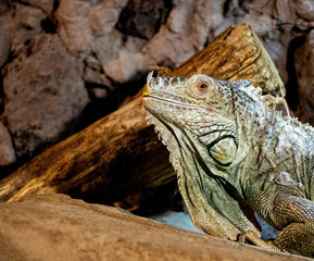 iguana lizard face 