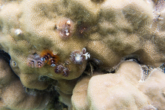 beautiful christmas tree worms on a coral